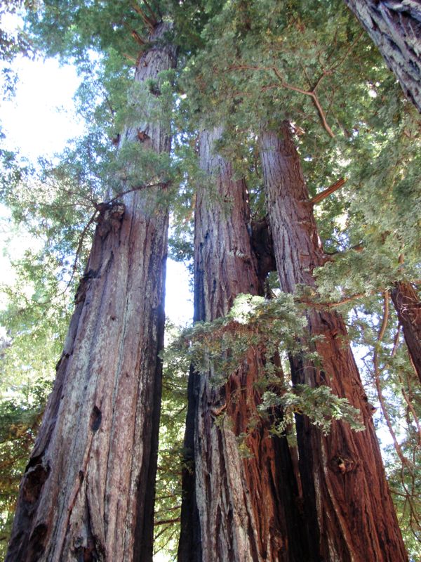 57-Redwoods