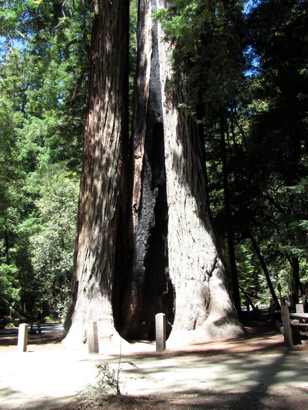 60-Redwoods