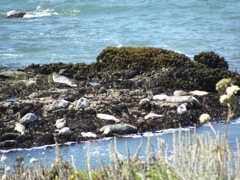 21-Pacific-Rocks-HarborSeals