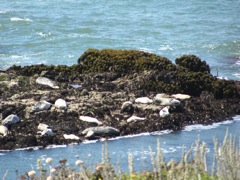 22-Pacific-Rocks-HarborSeals