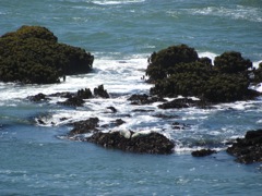 23-Pacific-Rocks-HarborSeals