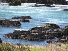 25-Pacific-Rocks-HarborSeals