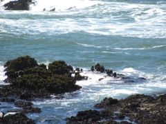 26-Pacific-Rocks-HarborSeals