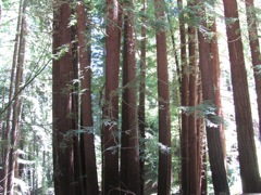 42-Redwoods