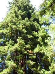 43-Redwoods