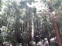 44-Redwoods