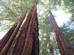 47-Redwoods-Straight