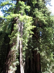 48-Redwoods