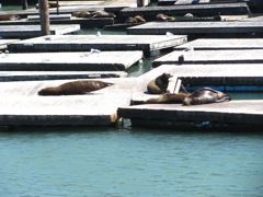 100-SeaLions