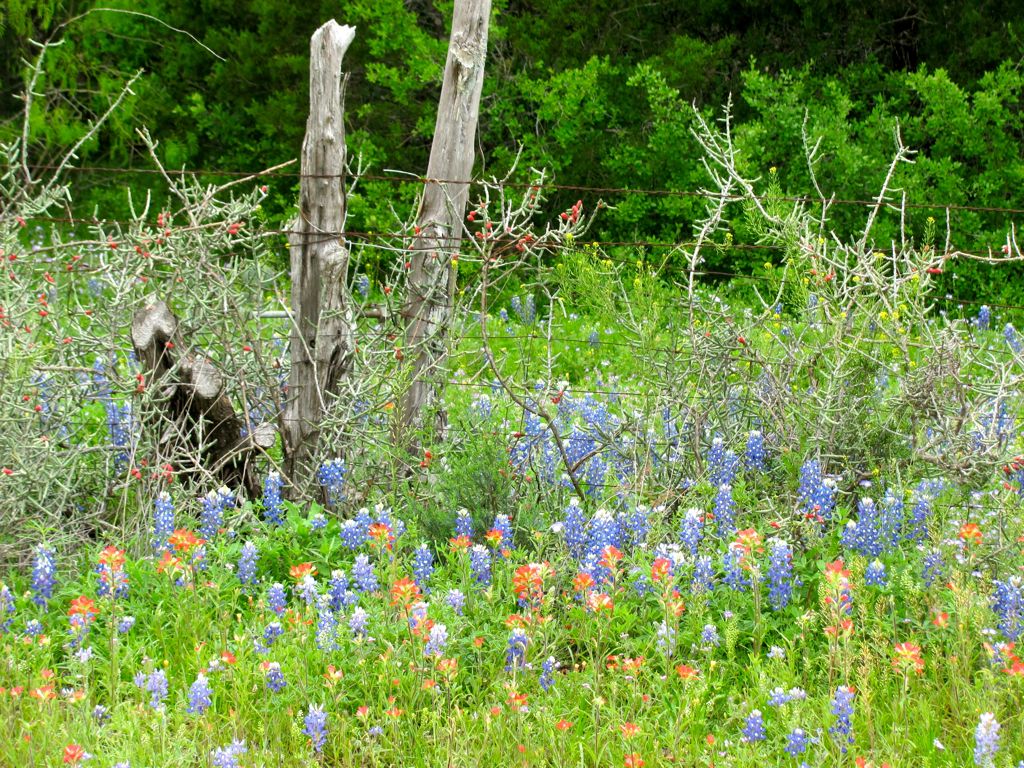 texas_flowers