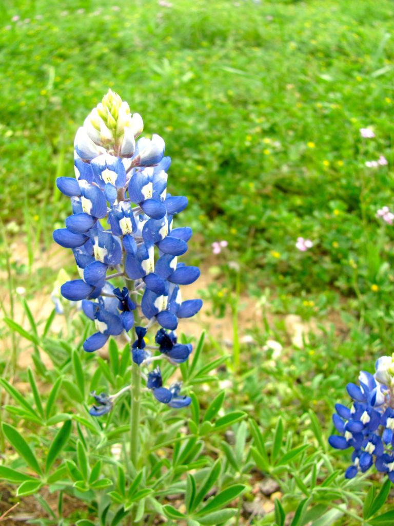 texas_bluebonnets