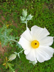 texas_flower