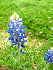 texas_bluebonnets