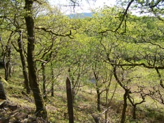 031-Ffestiniog-Scene