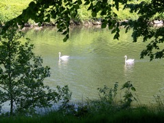 063-Cardiff-RiverTaff-Swans