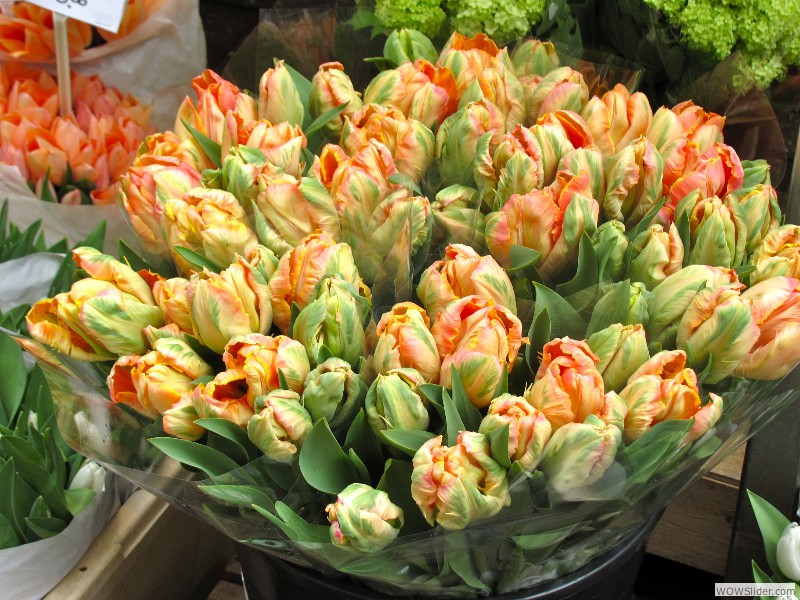 39 Tulips