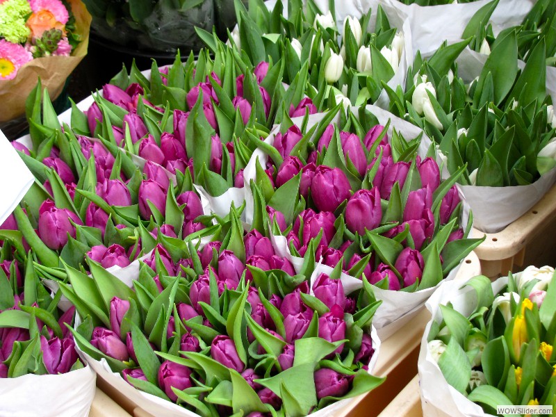 40 Tulips