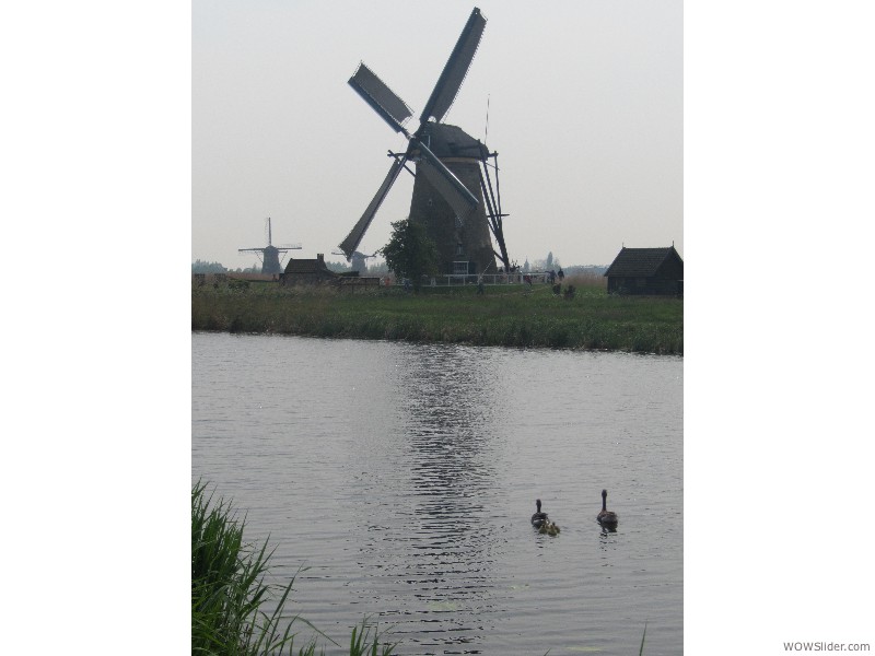 63-Geese-Windmill