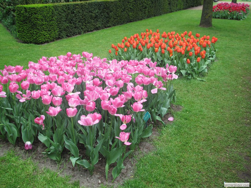 47-Keukenhof