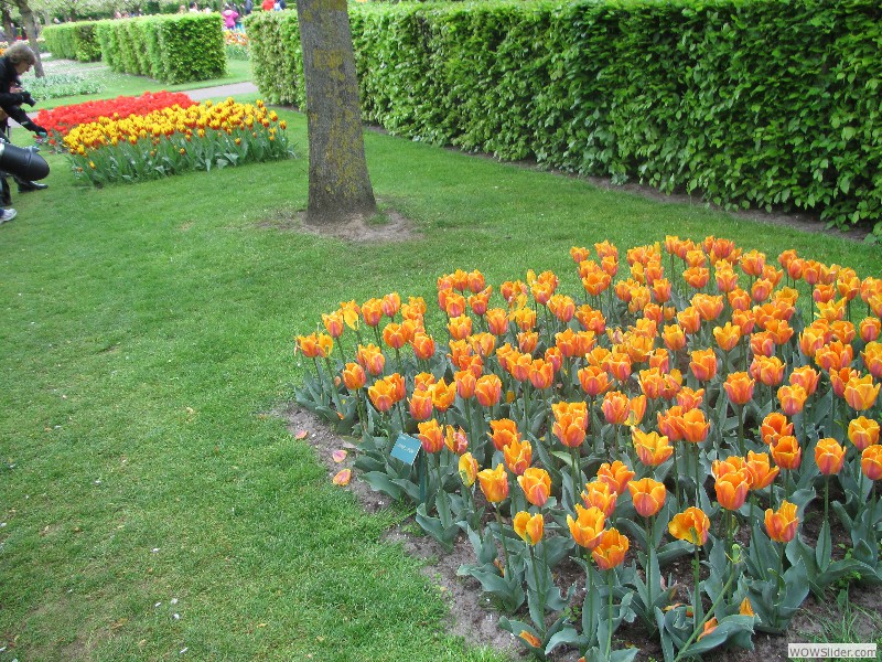 48-Keukenhof