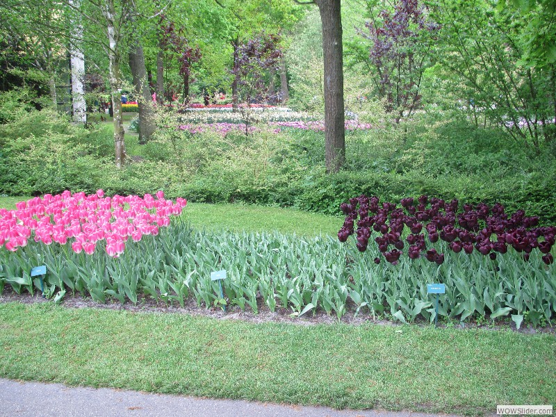 52-Keukenhof