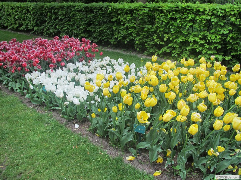 53-Keukenhof