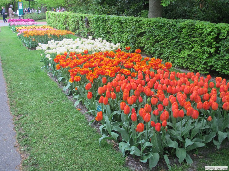 54-Keukenhof