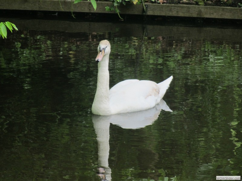 70-Swan