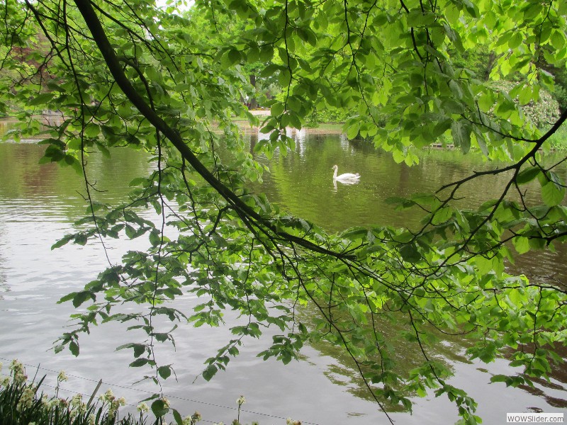 73-Keukenhof-Swan