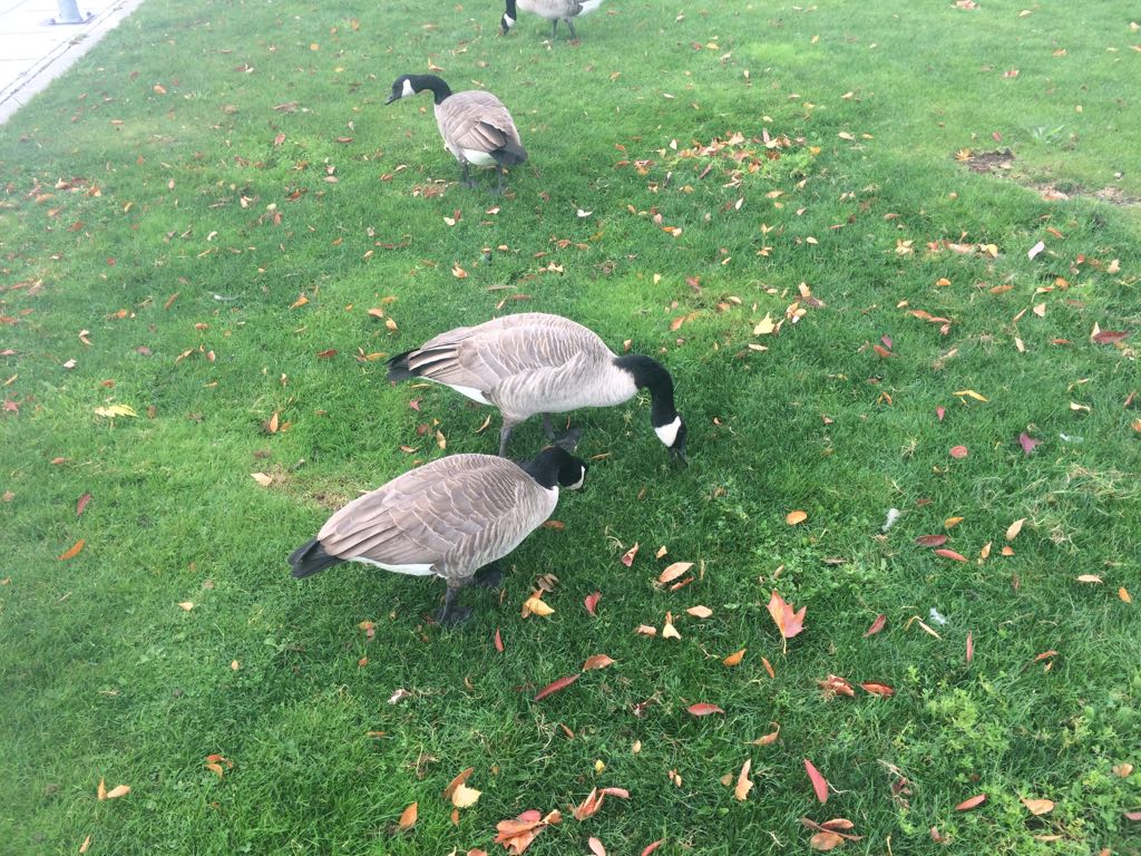 Geese