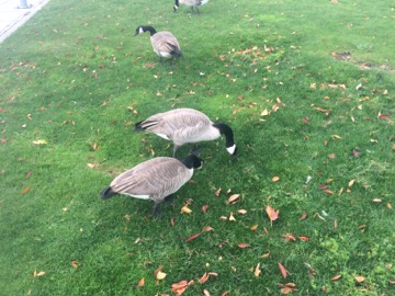 Geese