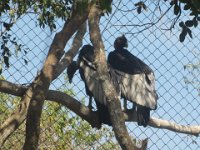 SouthAmericanCondors