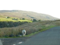 Yorkshire Dales NP