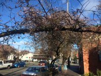 IMG 1323  10-Blossoms on Cherry Tree