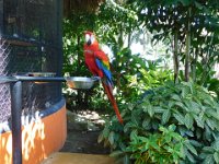 Macaw