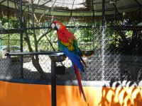 Macaw