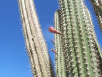 Cactus blooming