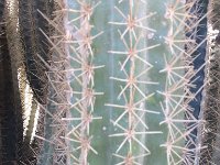 Cactus close-up