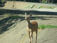 2007 09 12 Hurricane Ridge 040