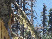 2007 09 12 Hurricane Ridge 053