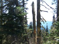 2007 09 12 Hurricane Ridge 064