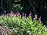 2007 09 12 Hurricane Ridge 068