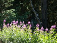 2007 09 12 Hurricane Ridge 069