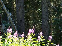 2007 09 12 Hurricane Ridge 070