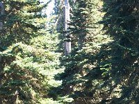 2007 09 12 Hurricane Ridge 073