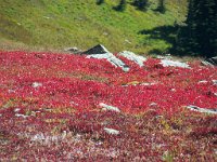 2007 09 12 Hurricane Ridge 123