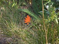 2007 09 12 Hurricane Ridge 168