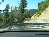 20070912-OlympicNP06-Deer1