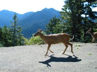 20070912-OlympicNP07-Deer2