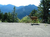 20070912-OlympicNP08-Deer3